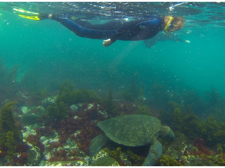 Tauchen mit Schildkröten-Insel Isabela-Galapagos